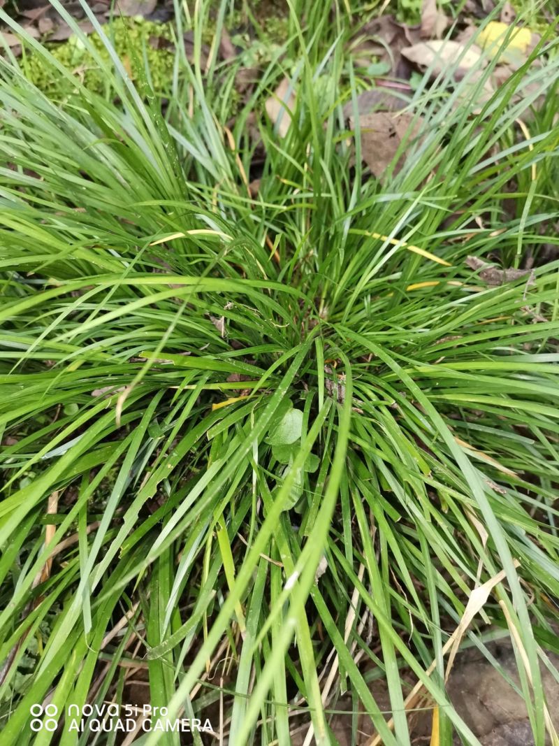 石菖蒲