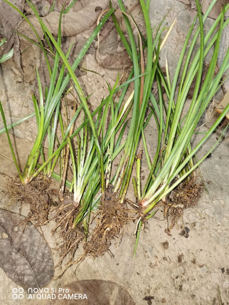 石菖蒲