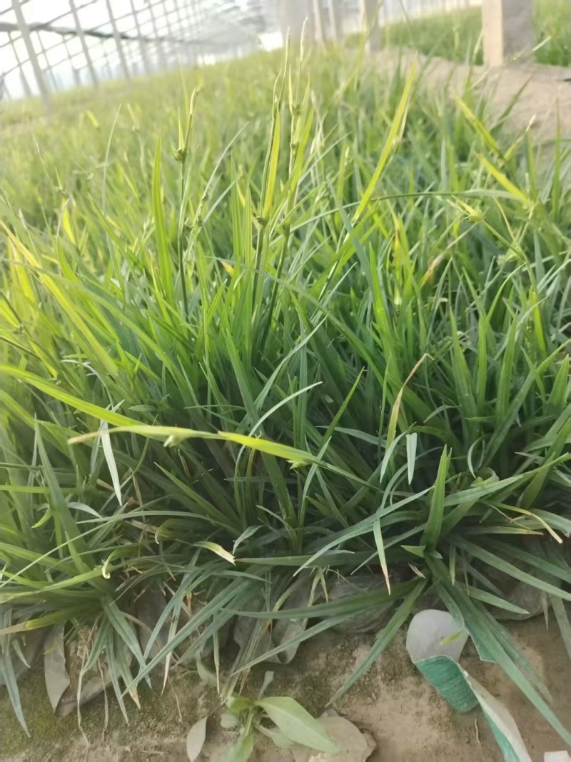 崂峪苔草