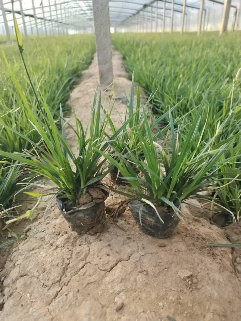 崂峪苔草