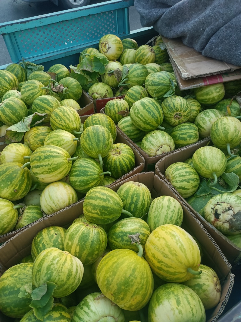 花蕾甜瓜，产地山东，又脆又甜，九成熟以上，糖粉14以上。