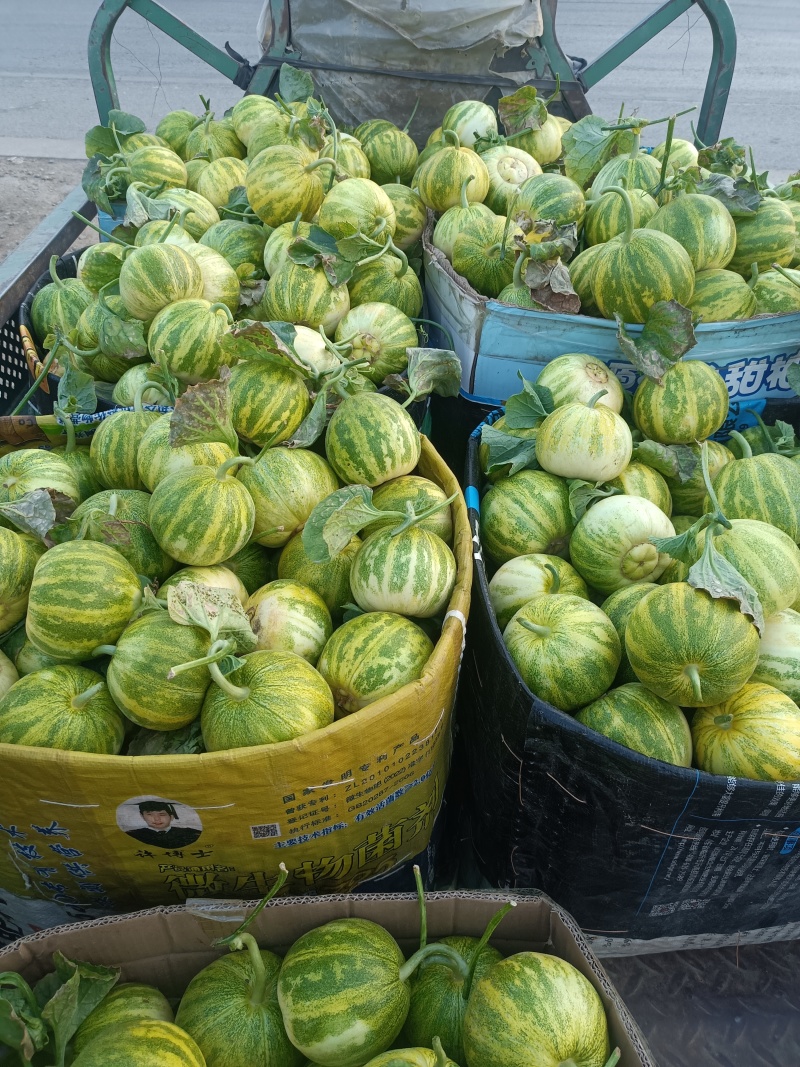 花蕾甜瓜，产地山东，又脆又甜，九成熟以上，糖粉14以上。