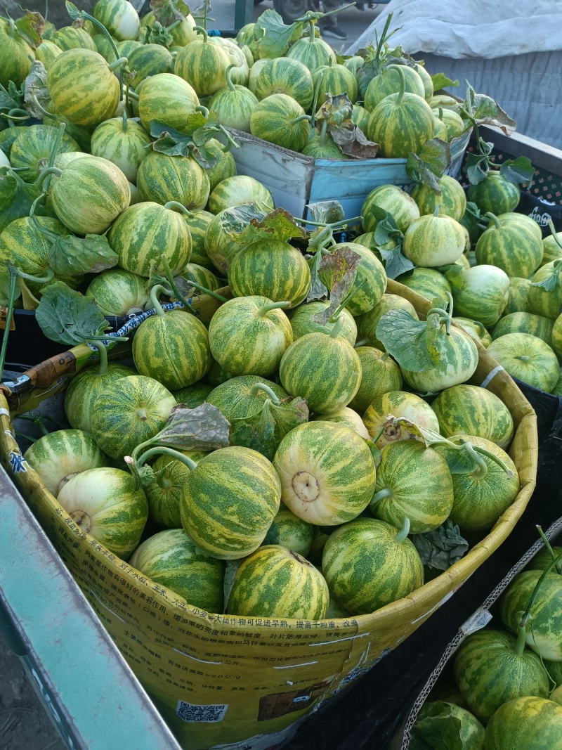 花蕾甜瓜，产地山东，又脆又甜，九成熟以上，糖粉14以上。
