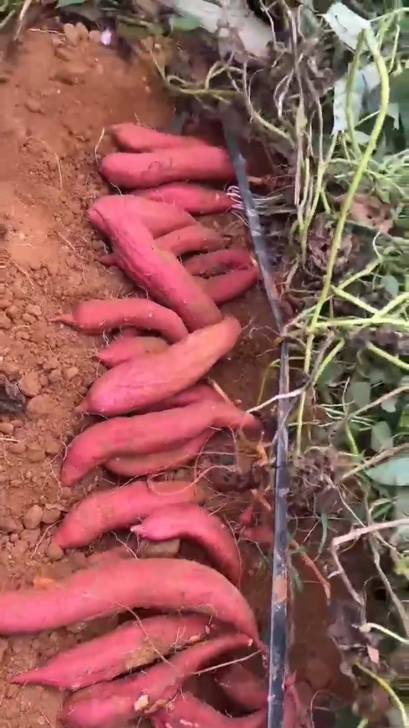 西瓜红蜜薯大量上市红心产地专业代发质量保证诚信服务