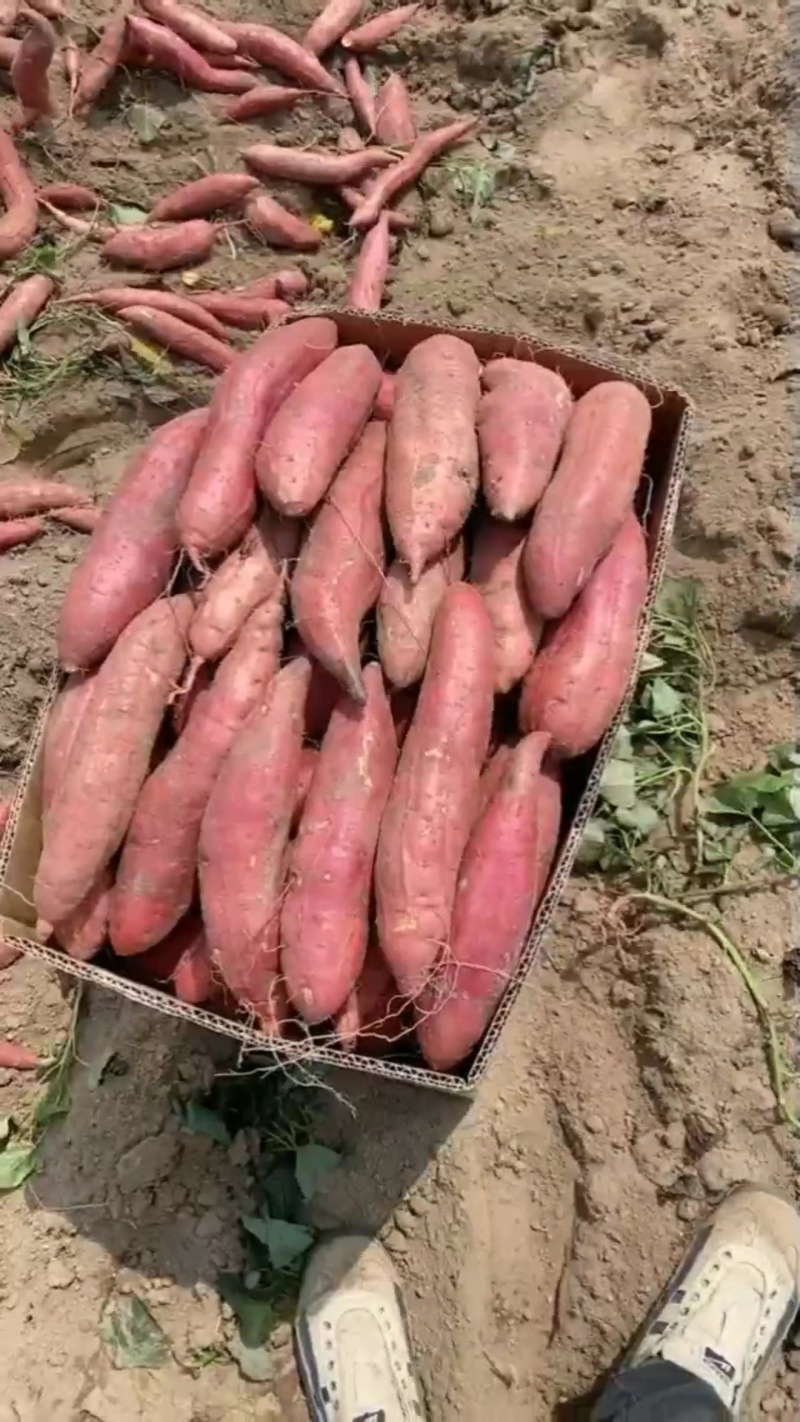 西瓜红蜜薯大量上市红心产地专业代发质量保证诚信服务