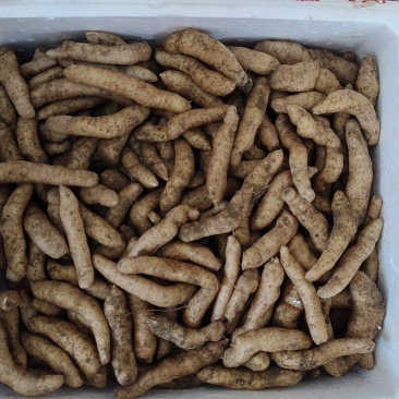天麻种子两菌