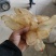 天麻种子两菌