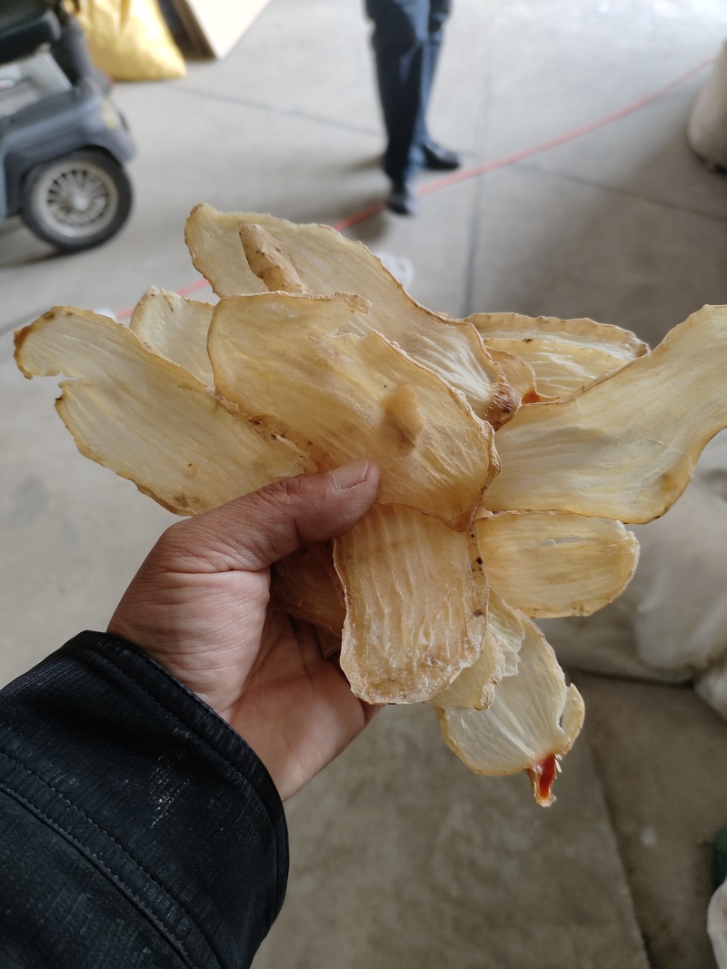 天麻种子两菌
