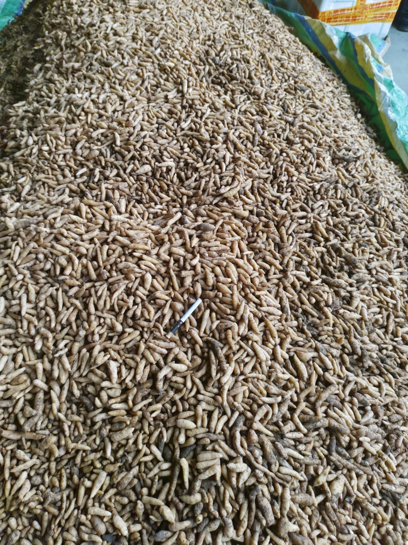 天麻种子两菌
