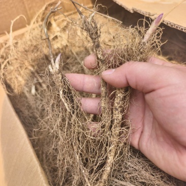 白鲜皮苗供应各种规格，保证质量数量