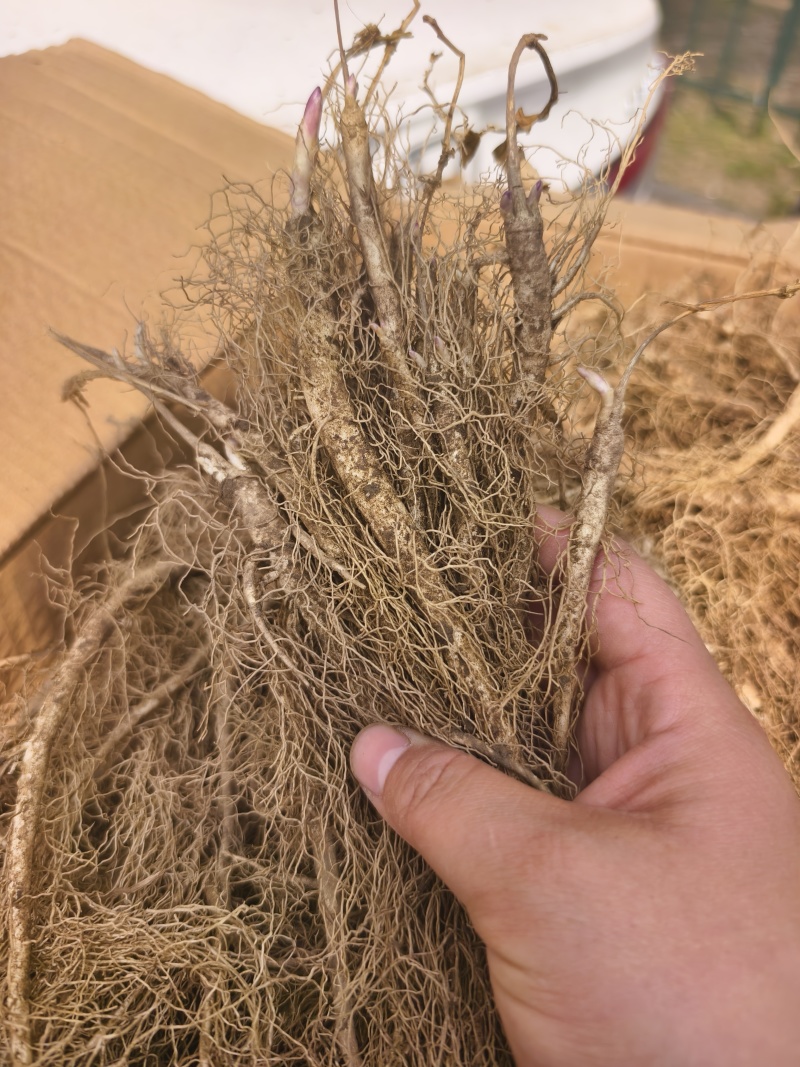 白鲜皮苗供应各种规格，保证质量数量