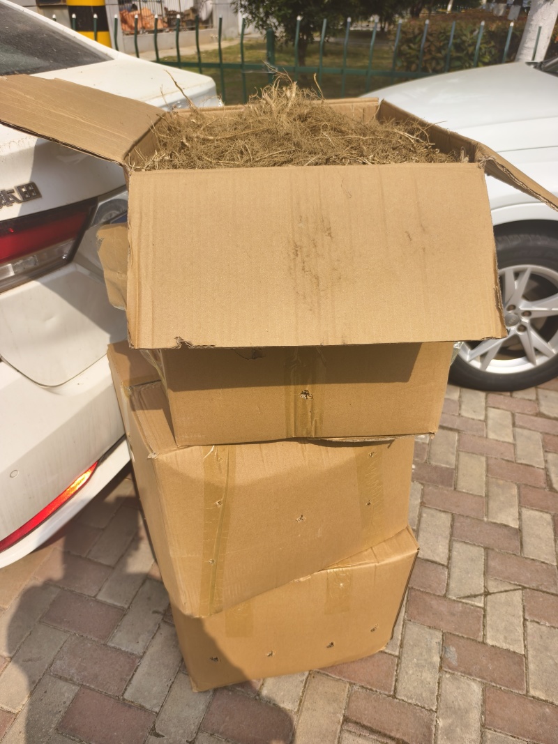 白鲜皮苗供应各种规格，保证质量数量