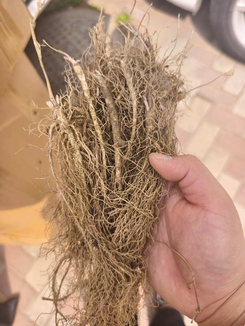 白鲜皮苗供应各种规格，保证质量数量