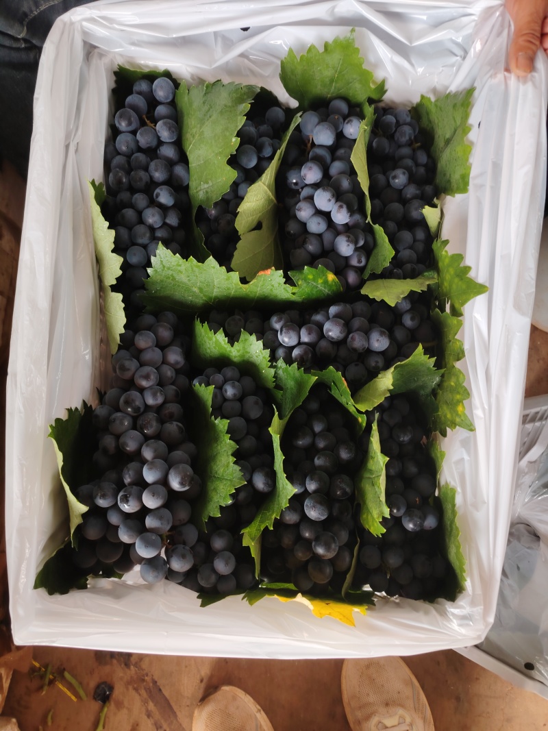 精品葡萄，夏黑，新鲜水果大量成熟，工厂加工烤酒都有
