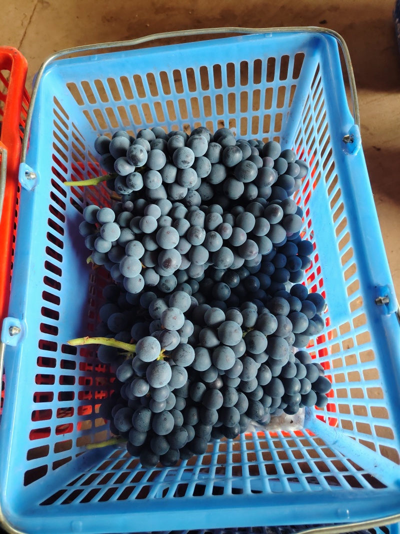 精品葡萄，夏黑，新鲜水果大量成熟，工厂加工烤酒都有