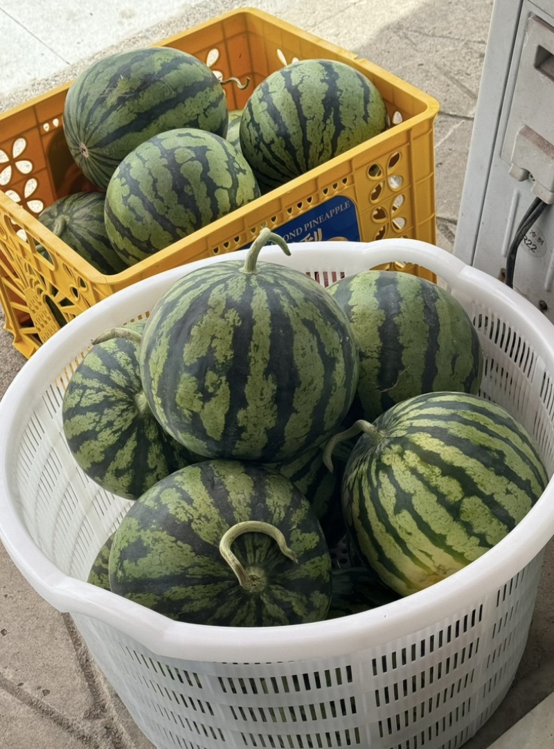 【推荐】江苏东台精品美都西瓜供应市场商超电商量大价优