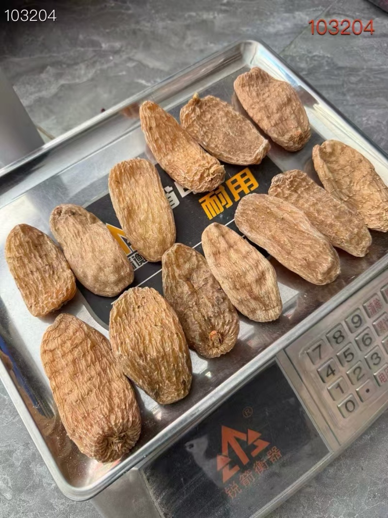 野生天麻