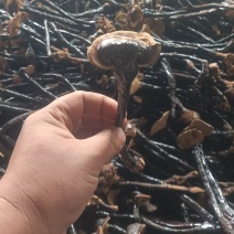 黑灵芝，小黑灵芝，竹灵芝，产地直发，不苦，回甘