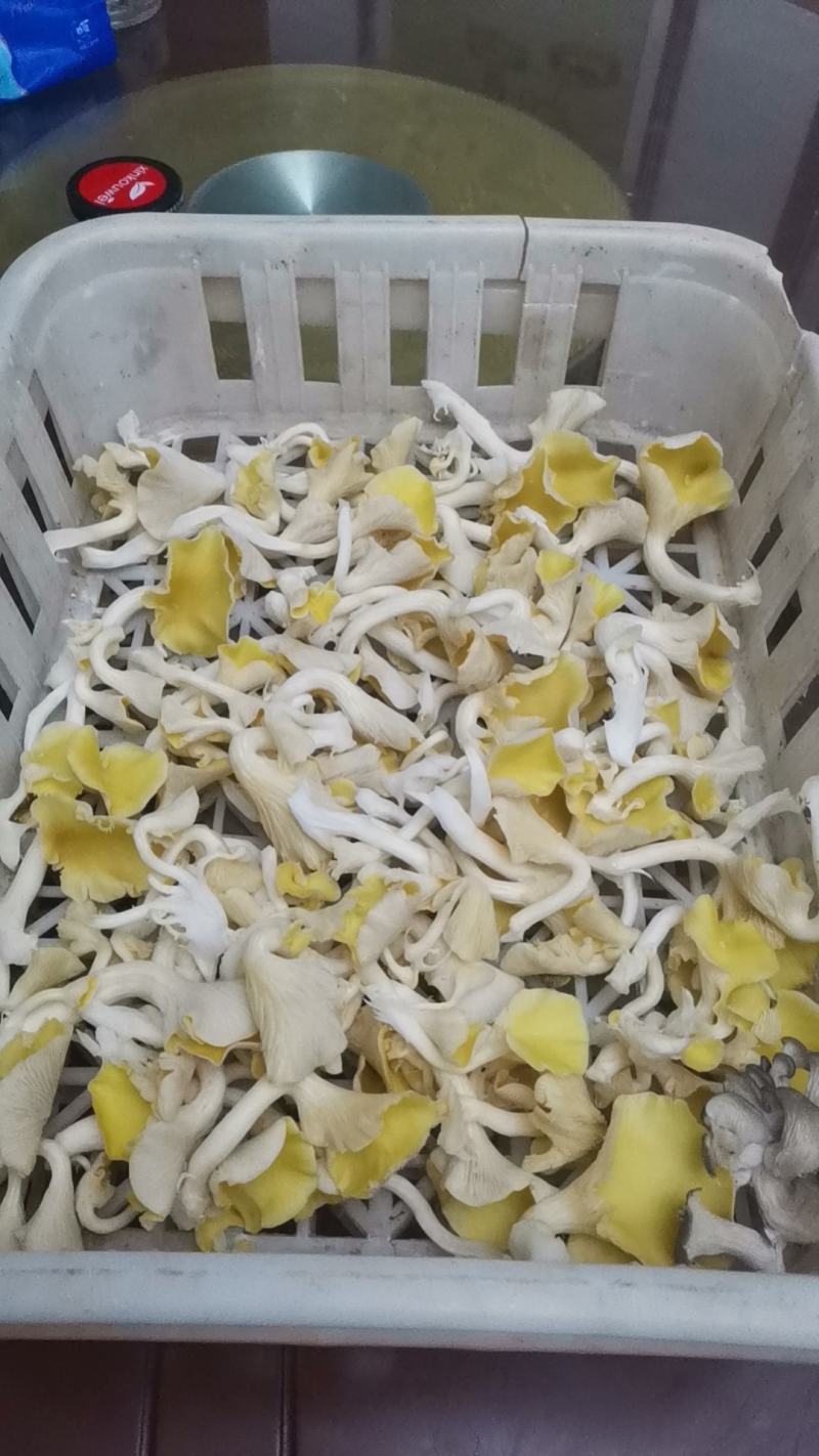 菌棒，榆黄菇菌包