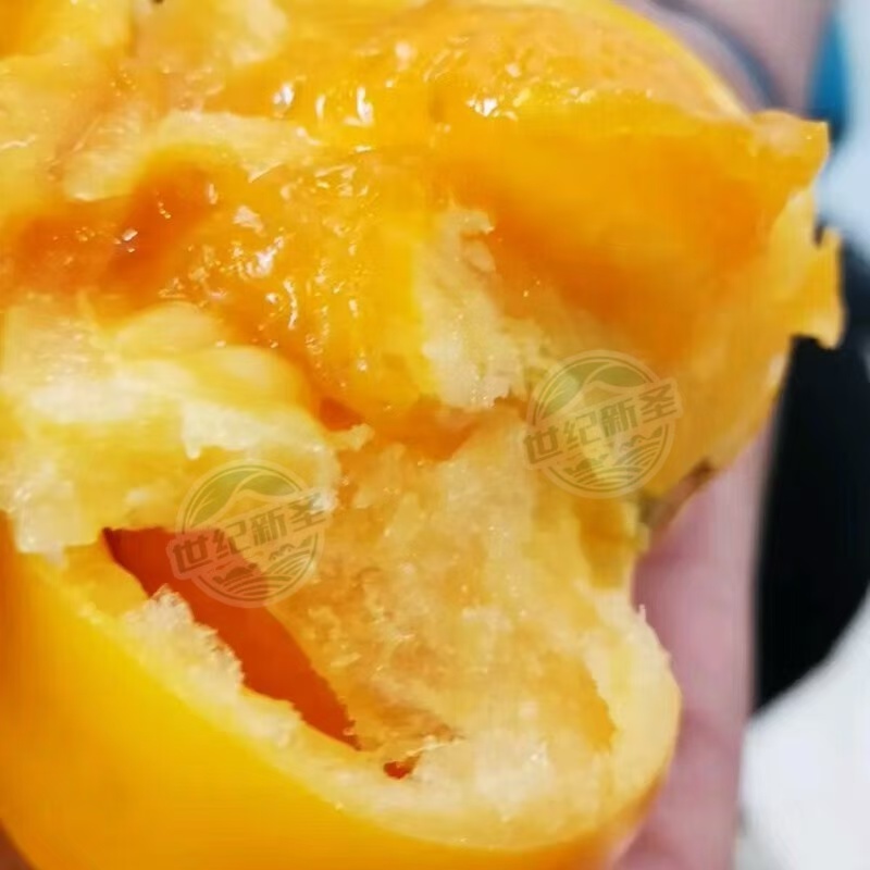 大黄番茄口感西红柿耐裂果耐运输高产基地直发沙瓤口感好糖分