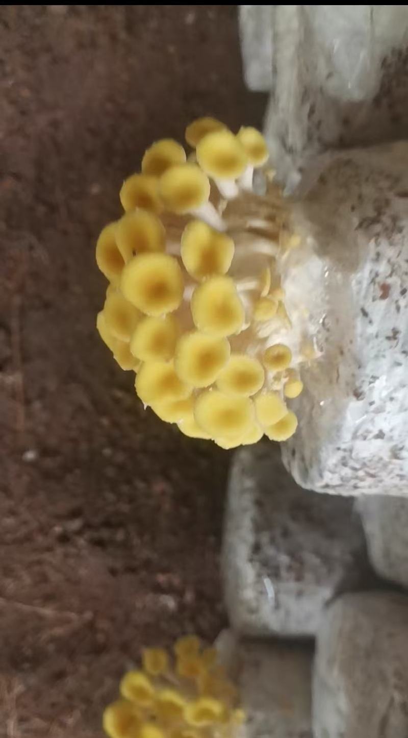 菌棒，榆黄菇菌包