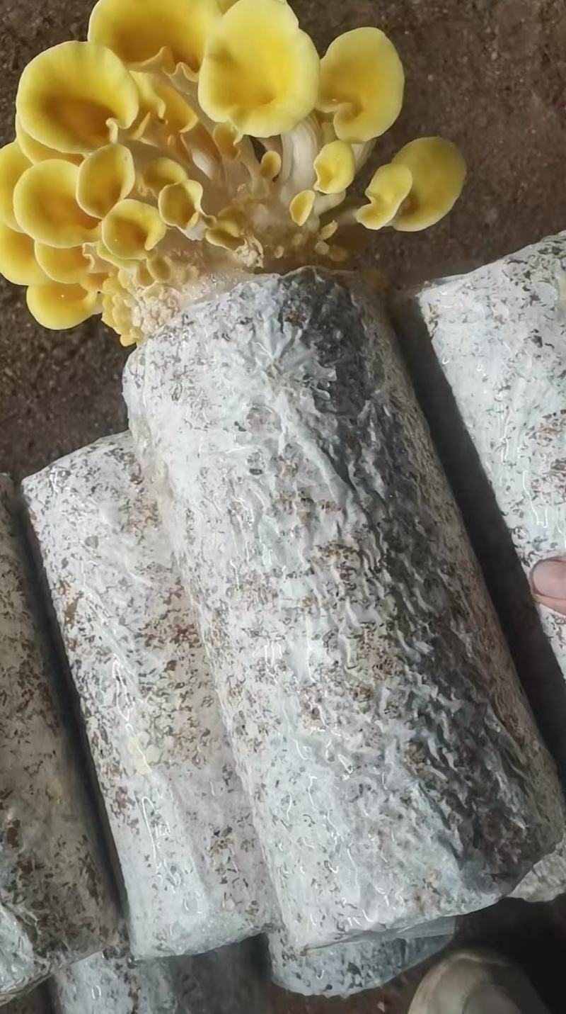 菌棒，榆黄菇菌包