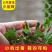 云南新鲜小米辣，云南特小小雀辣，香口辣爽
