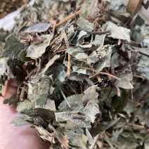矮地茶不出林平地木