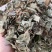 矮地茶不出林平地木