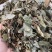 矮地茶不出林平地木