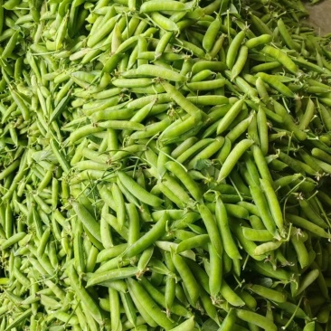 湖北青豌豆产地一手对接全国市场商超电商欢迎对接