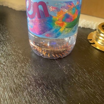 蜈蚣