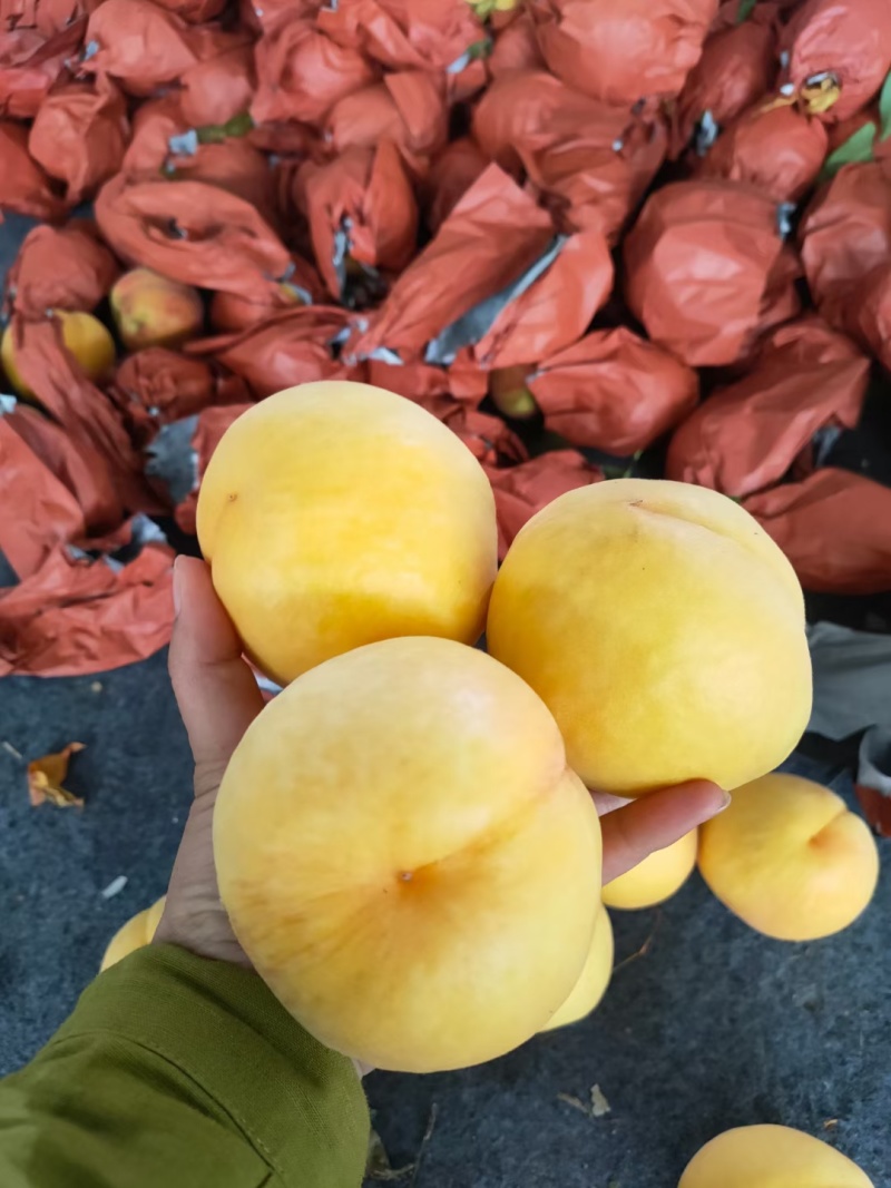 套袋黄金蜜，大量供应市场，电商，各大平台，出口，可发货