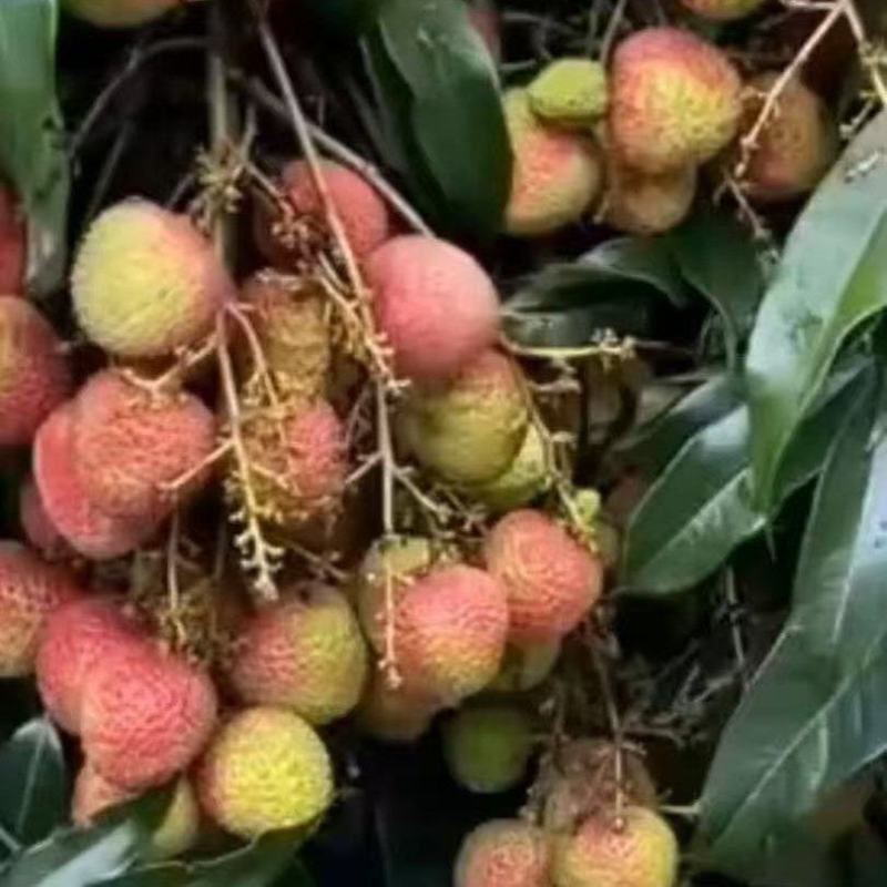 热带水果海南荔枝，桂花香，妃子笑