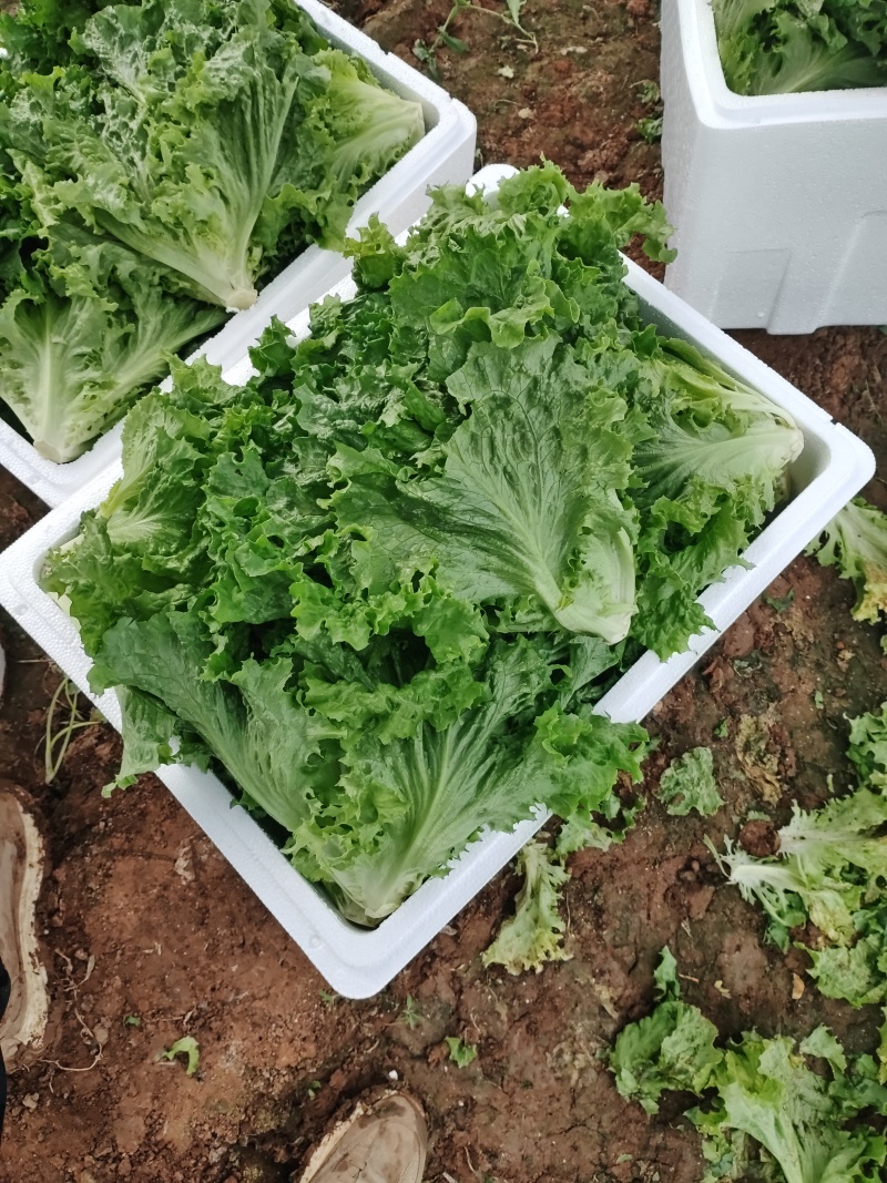 青叶生菜基地供货，量大质优价格优惠一手货源欢迎咨询