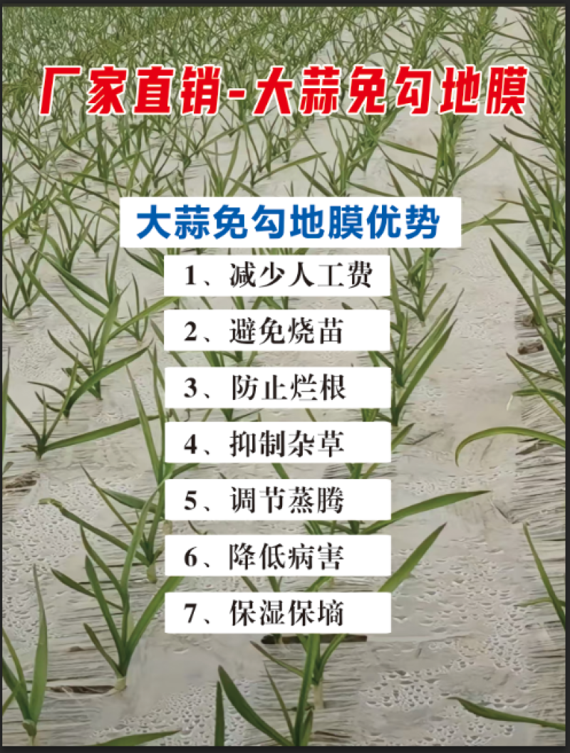 大蒜种植专用白色免勾地膜