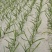 大蒜种植专用白色免勾地膜