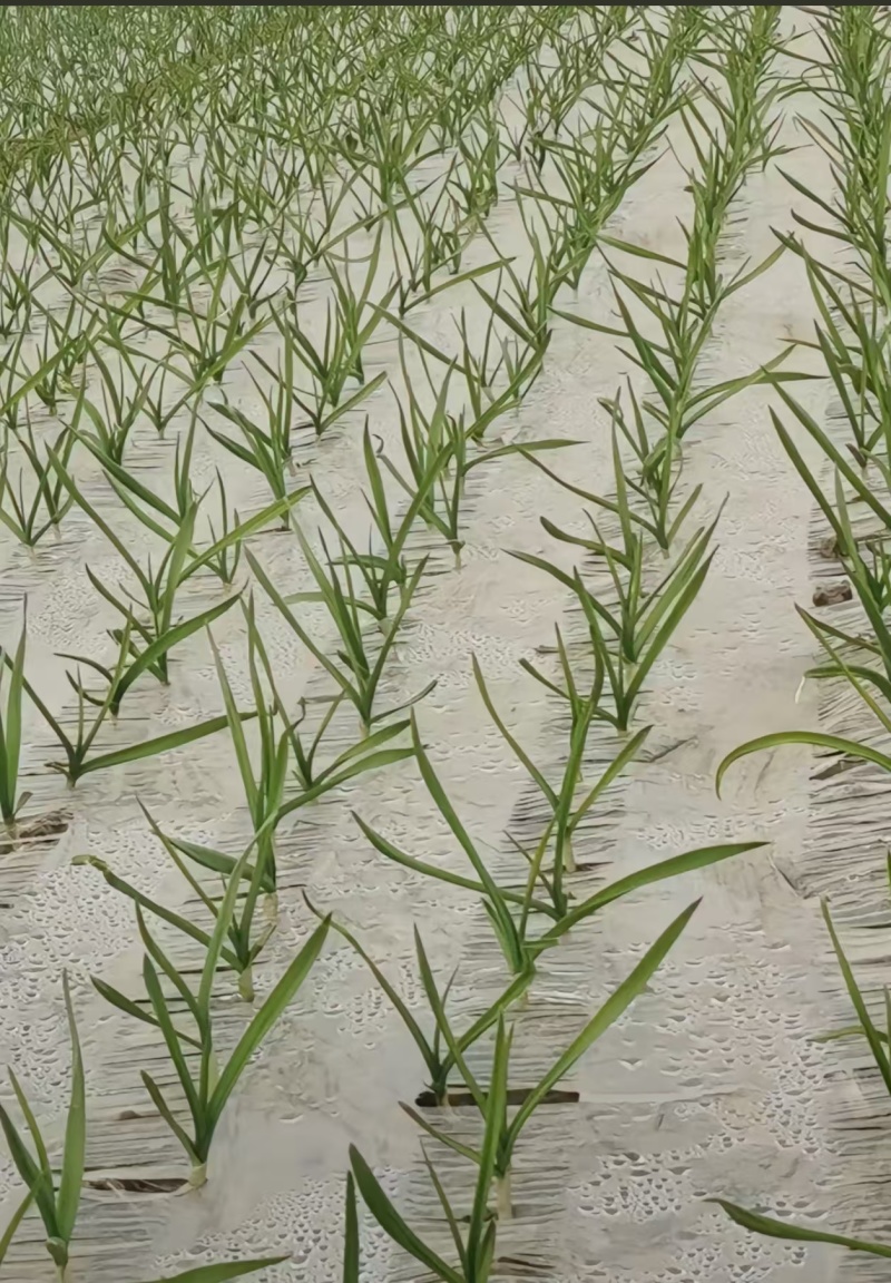 大蒜种植专用白色免勾地膜