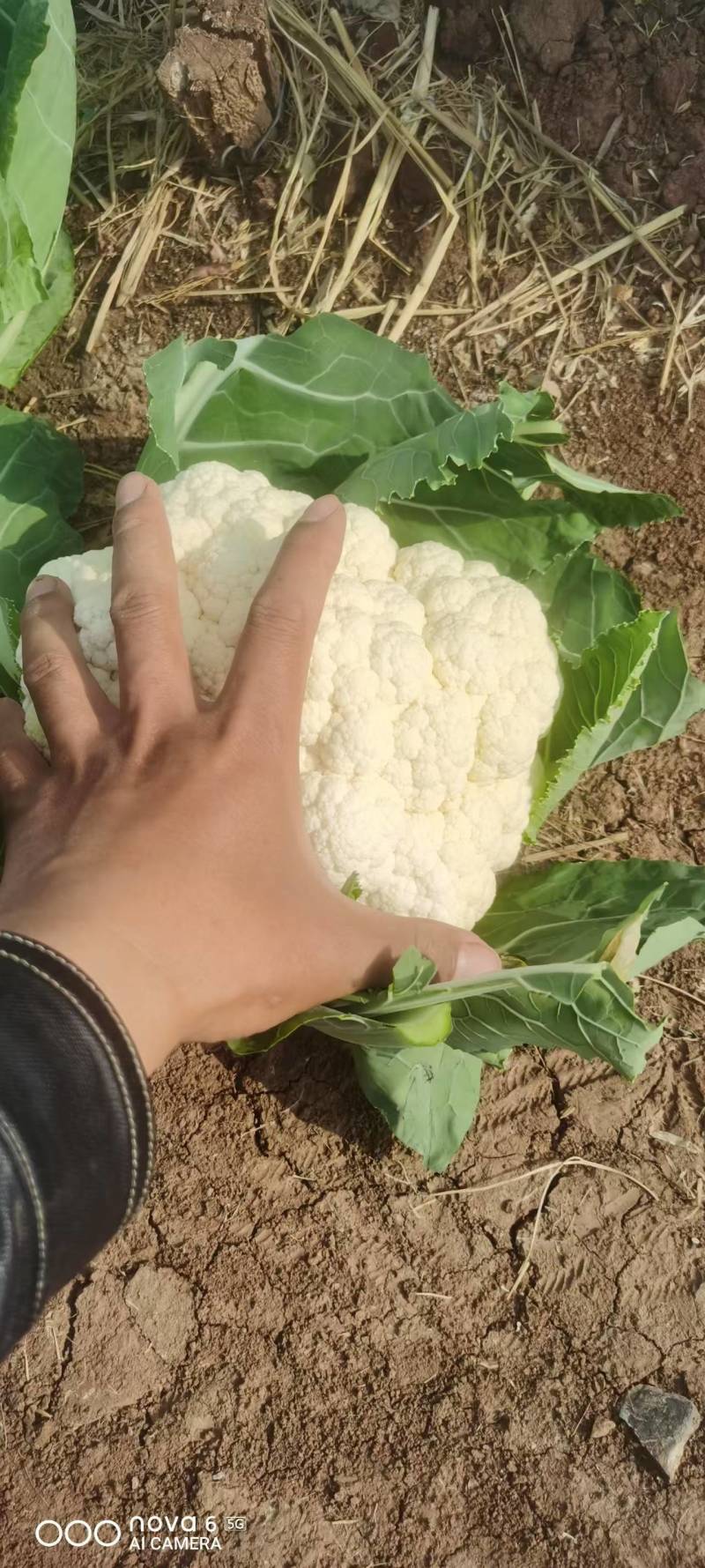菜花基地直销量大质优价格优惠欢迎各大老板采购咨询