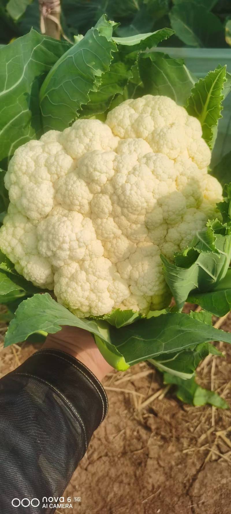 菜花基地直销量大质优价格优惠欢迎各大老板采购咨询