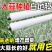 大蒜种植专用白色免勾地膜