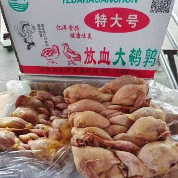 放血大鹌鹑，净堂，干净无毛，质量好价格低