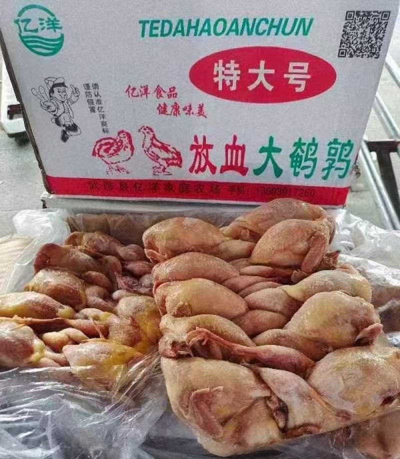 放血大鹌鹑，净堂，干净无毛，质量好价格低