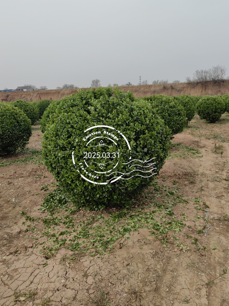 卫矛球，基地供应，对接园区工程绿化苗木，欢迎进店联系