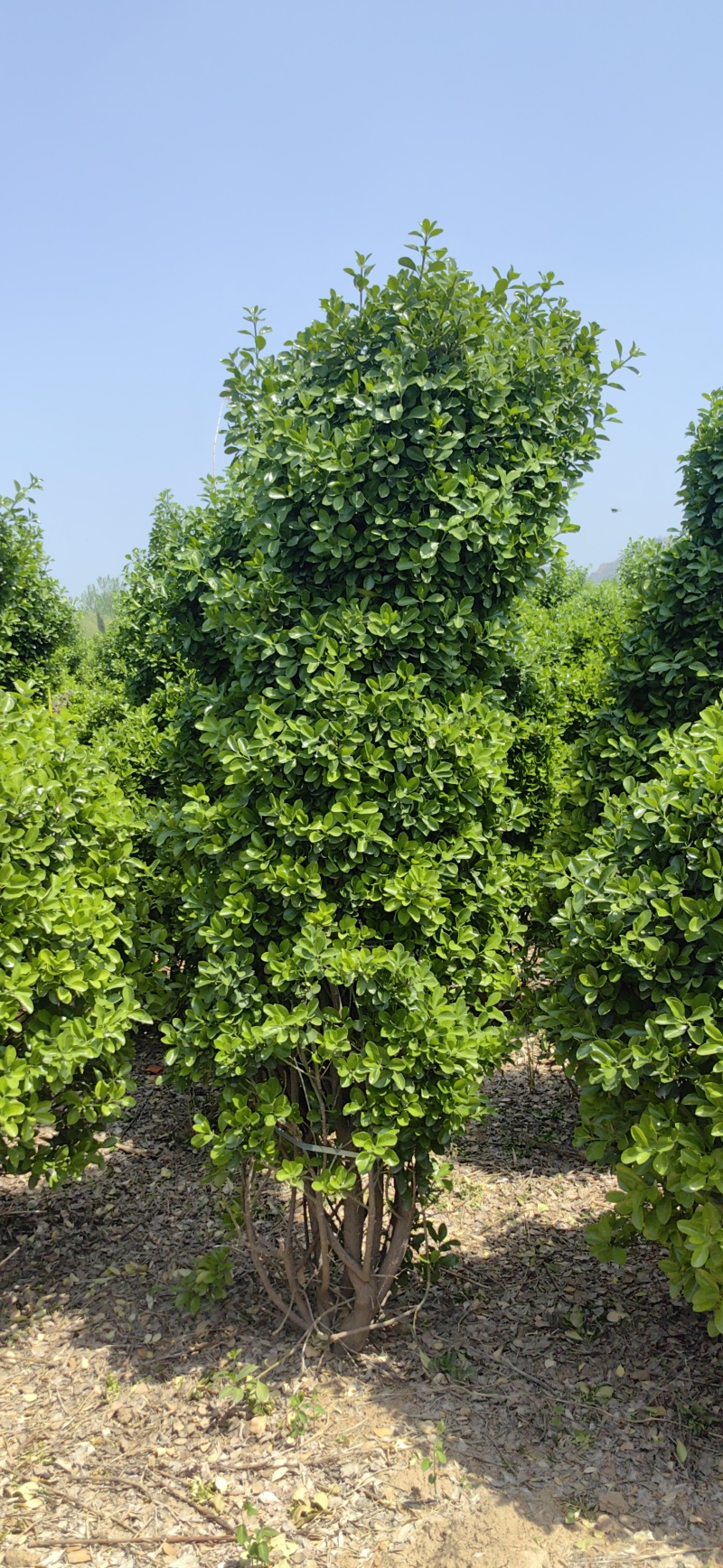 大叶黄杨柱，河南大叶黄杨，产地货源，对接大型批发