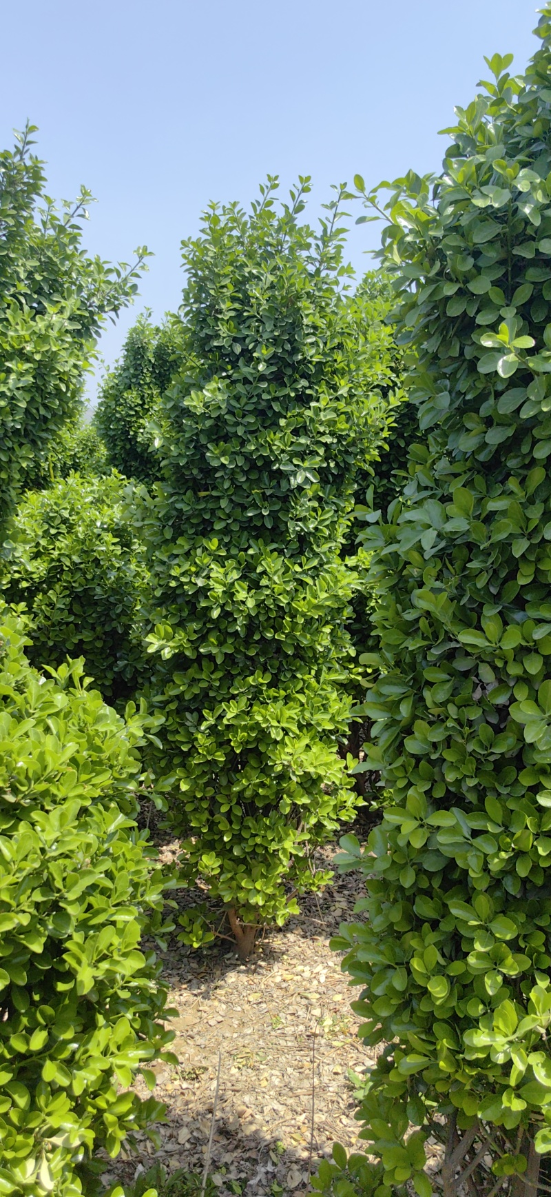 大叶黄杨柱，河南大叶黄杨，产地货源，对接大型批发