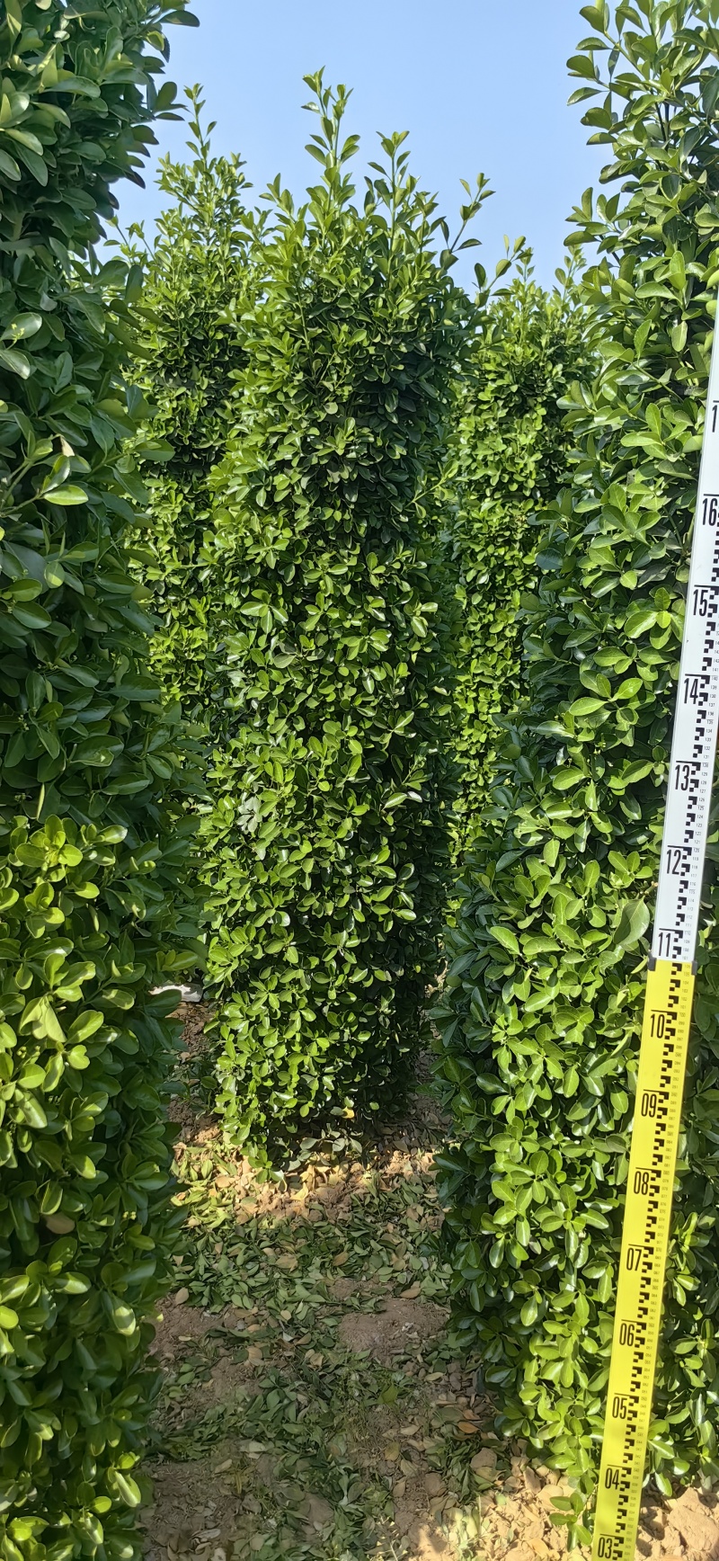 大叶黄杨柱，河南大叶黄杨，产地货源，对接大型批发