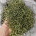 野生肾精草，长在悬崖峭壁上，新鲜干净，原产地发货，大量有