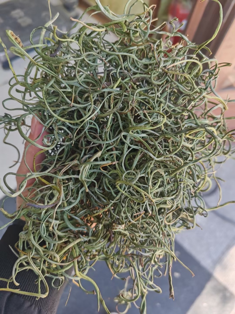 野生肾精草，长在悬崖峭壁上，新鲜干净，原产地发货，大量有