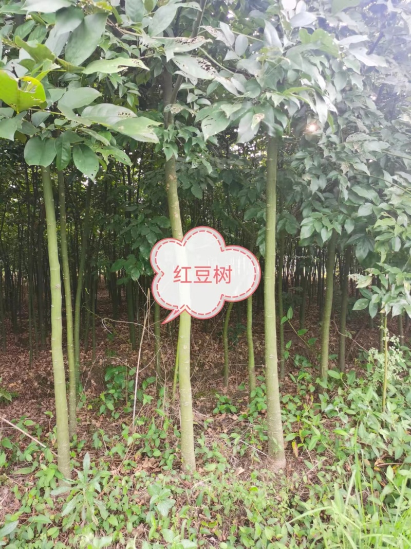 精品红豆树（又叫鄂西红豆、花梨木、何氏红豆、江阴红豆）